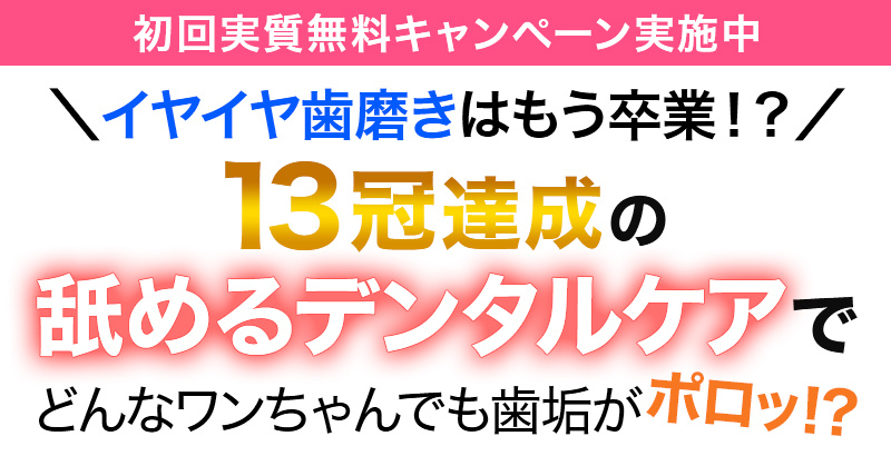 獣医師・ドッグトレーナー共同開発 どんなワンちゃんでも!?らくらく歯磨き